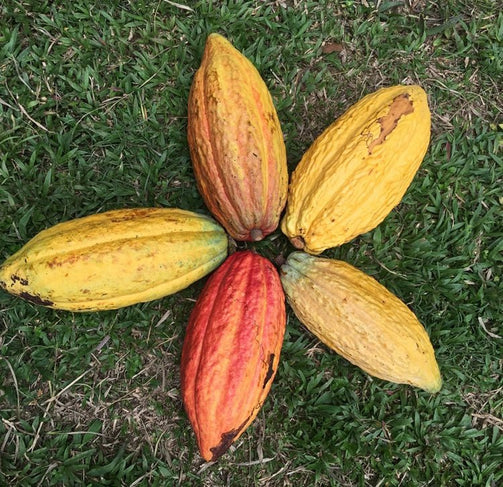 ATELIER CACAO CHOCOLAT - OvengLodge