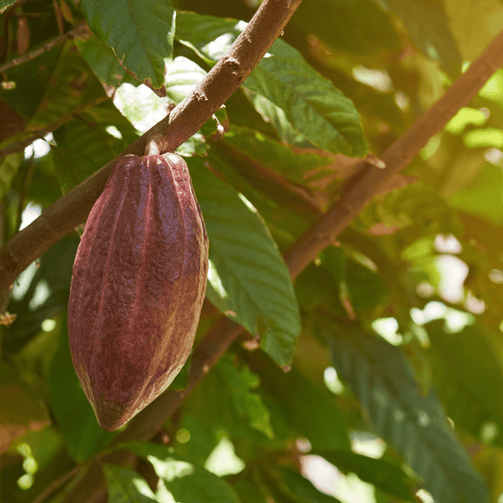 GOMMAGE DU CORPS AU CACAO - OvengLodge